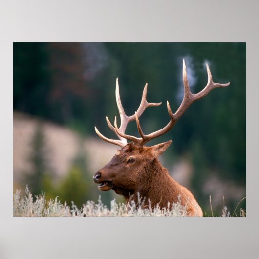 Nationaal Park Rocky Mountain Elk Yellowstone Poster (Voorkant)