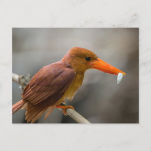 Nationaal park Ruddy Kingfisher Bird Thailand Briefkaart
