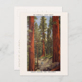 Nationaal park  Sentinels Trees Sequoia Briefkaart (Voorkant / Achterkant)