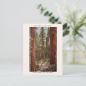 Nationaal park  Sentinels Trees Sequoia Briefkaart (Staand voorkant)