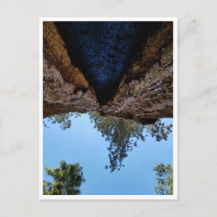 Nationaal park Sequoia: Dog Days Briefkaart