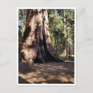Nationaal park Sequoia: Dog Days Briefkaart