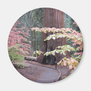 Nationaal park Sequoia Magneet