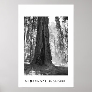 Nationaal park Sequoia Poster