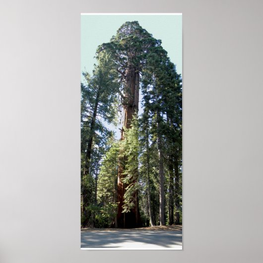 Nationaal Park Sequoia Poster (Voorkant)