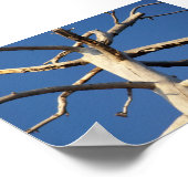 nationaal park sequoia poster (Hoek)