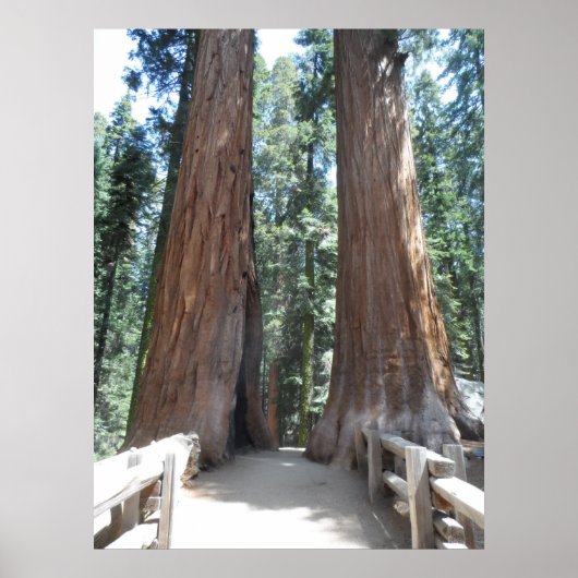 Nationaal park Sequoia Poster (Voorkant)