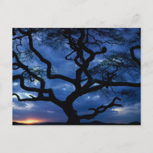 Nationaal Park Serengeti, Tanzania Briefkaart