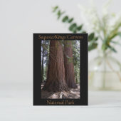 Nationaal Park Souvenir Sequoia Kings Canyon Briefkaart (Staand voorkant)