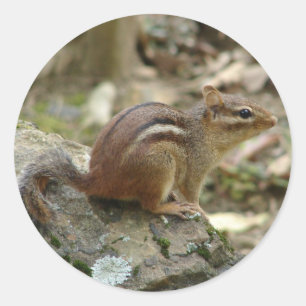 Nationaal Park Sweet Chipmunk Hot Springs Ronde Sticker