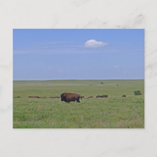 Nationaal park Tallgras Prairie - Kansas Briefkaart