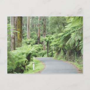 Nationaal park Tarra Bulga, Strzelecki Ranges Briefkaart