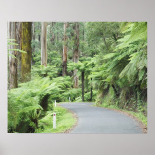 Nationaal park Tarra Bulga, Strzelecki Ranges Poster