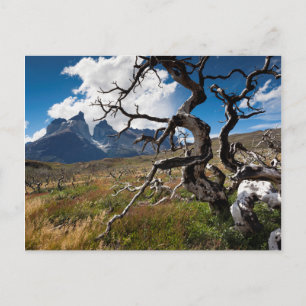 Nationaal park Torres del Paine, door brand bescha Briefkaart