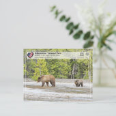 Nationaal park van geelsteen - Beer van Grizzly Briefkaart (Staand voorkant)