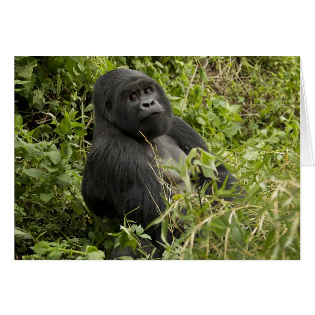 Nationaal park Volcanoes, Mountain Gorilla (Voorkant Horizontaal)