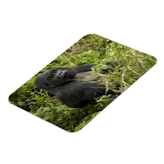 Nationaal park Volcanoes, Mountain Gorilla Magneet (Linkerzijde)