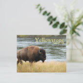 Nationaal Park Yellowstone, Bison Briefkaart (Staand voorkant)