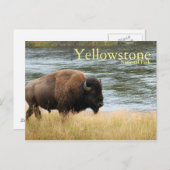 Nationaal Park Yellowstone, Bison Briefkaart (Voorkant / Achterkant)