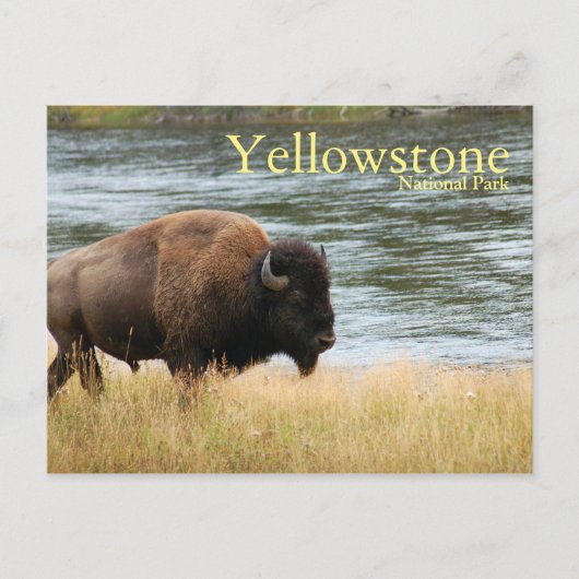 Nationaal Park Yellowstone, Bison Briefkaart (Voorkant)