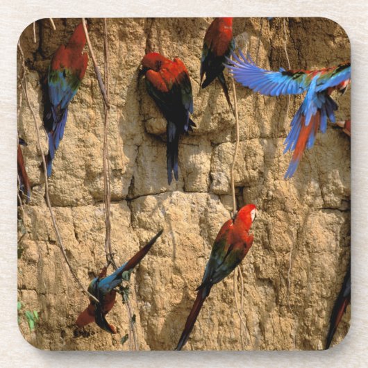 Nationaal Park Zuid-Amerika, Peru, Manu, Drankjes Onderzetter (Voorkant)