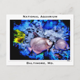 National Aquarium, Baltimore, Md. Briefkaart
