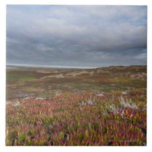 National North San Francisco 2 Point Reyes Tegeltje