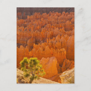National Park USA, Utah, Bryce Canyon Briefkaart