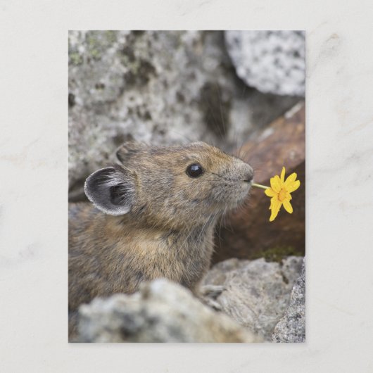 National Park VS, Washington, Noord-Cascades Briefkaart (Voorkant)