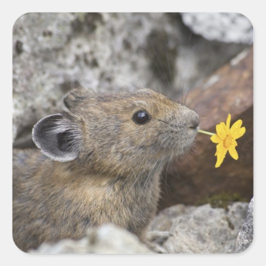 National Park VS, Washington, Noord-Cascades Vierkante Sticker (Voorkant)