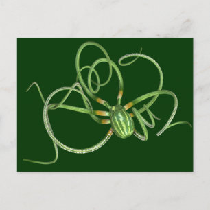 National Watermelon Day Octopus Briefkaart