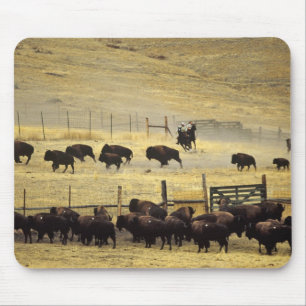 Nationale Bison Range Roundup in Montana Muismat