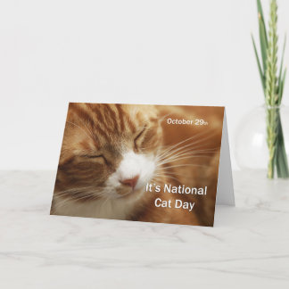 Nationale kattendag 29 oktober kaart