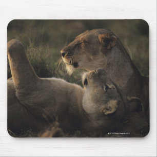 Nationale reserve voor Masai Mara 7 Muismat