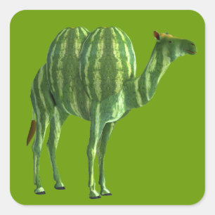 Nationale Watermeloendag Dromedaris Vierkante Sticker