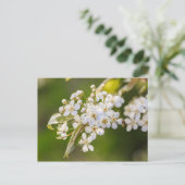 Native Chokecherry Blossom Briefkaart (Staand voorkant)
