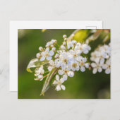 Native Chokecherry Blossom Briefkaart (Voorkant / Achterkant)