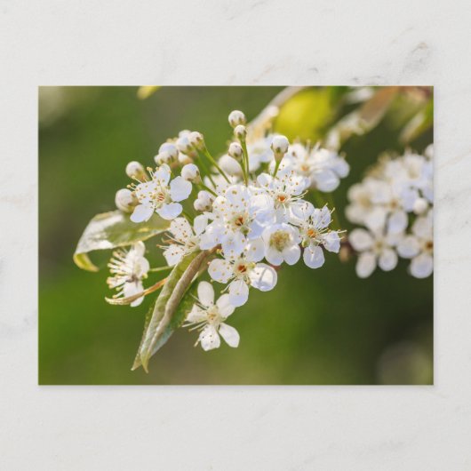 Native Chokecherry Blossom Briefkaart (Voorkant)