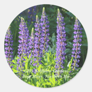 Native Minnesota Paarse Lupine Ronde Sticker