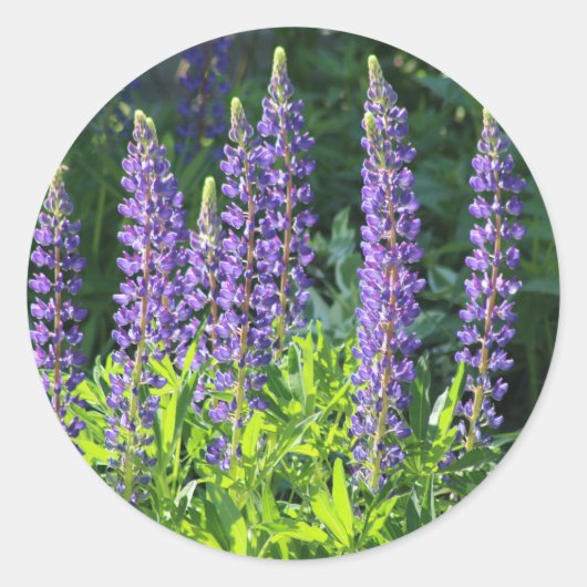 Native Minnesota Paarse Lupine Ronde Sticker (Voorkant)