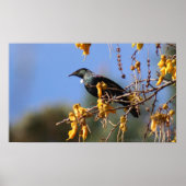 Native New Zealand Tui Poster (Voorkant)
