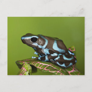 Native to Panama Briefkaart