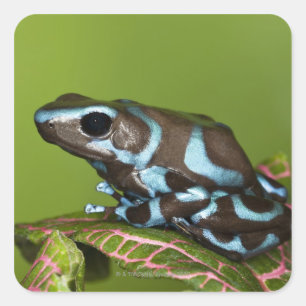 Native to Panama Vierkante Sticker