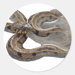Natrix grasslang ronde sticker