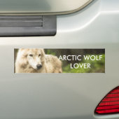 Natte Arctische Wolf in Spring Foto Bumpersticker (Op auto)