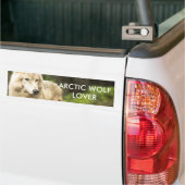 Natte Arctische Wolf in Spring Foto Bumpersticker (Op Truck)
