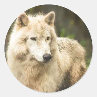 Natte Arctische Wolf in Spring Foto Ronde Sticker