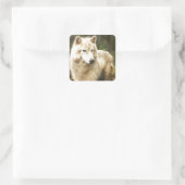 Natte Arctische Wolf in Spring Foto Vierkante Sticker (Tas)