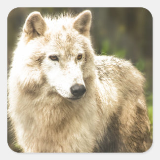 Natte Arctische Wolf in Spring Foto Vierkante Sticker