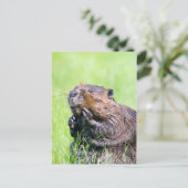 Natte bever briefkaart (Staand voorkant)